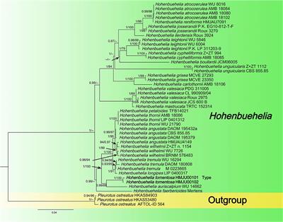Morphological characteristics and phylogenetic analyses revealed four new species of Agaricales from China